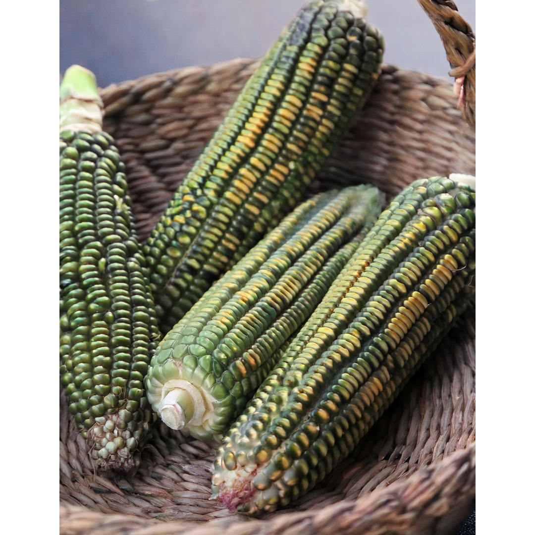 green maize